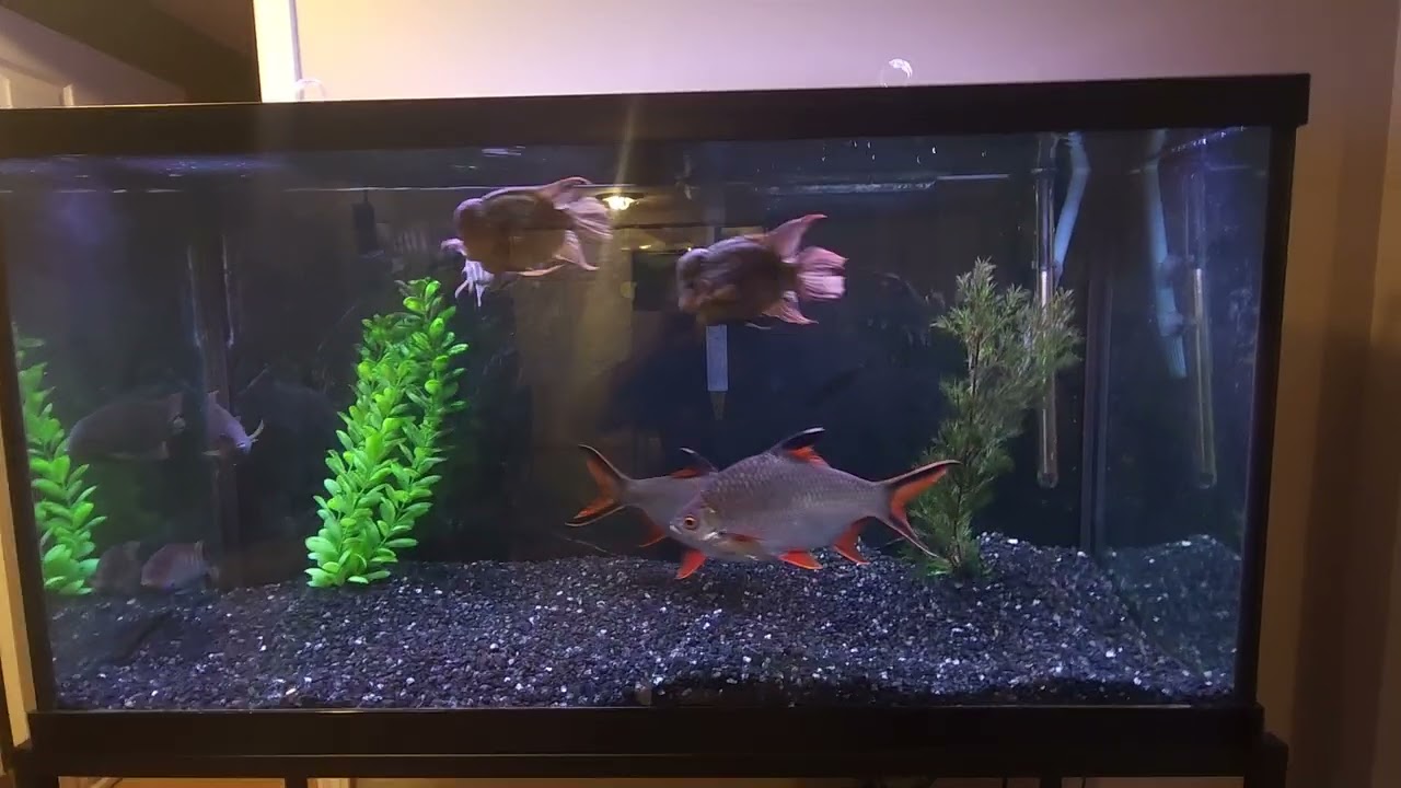 The 90 gallon Aqueon tank featuring my big tinfoil barbs