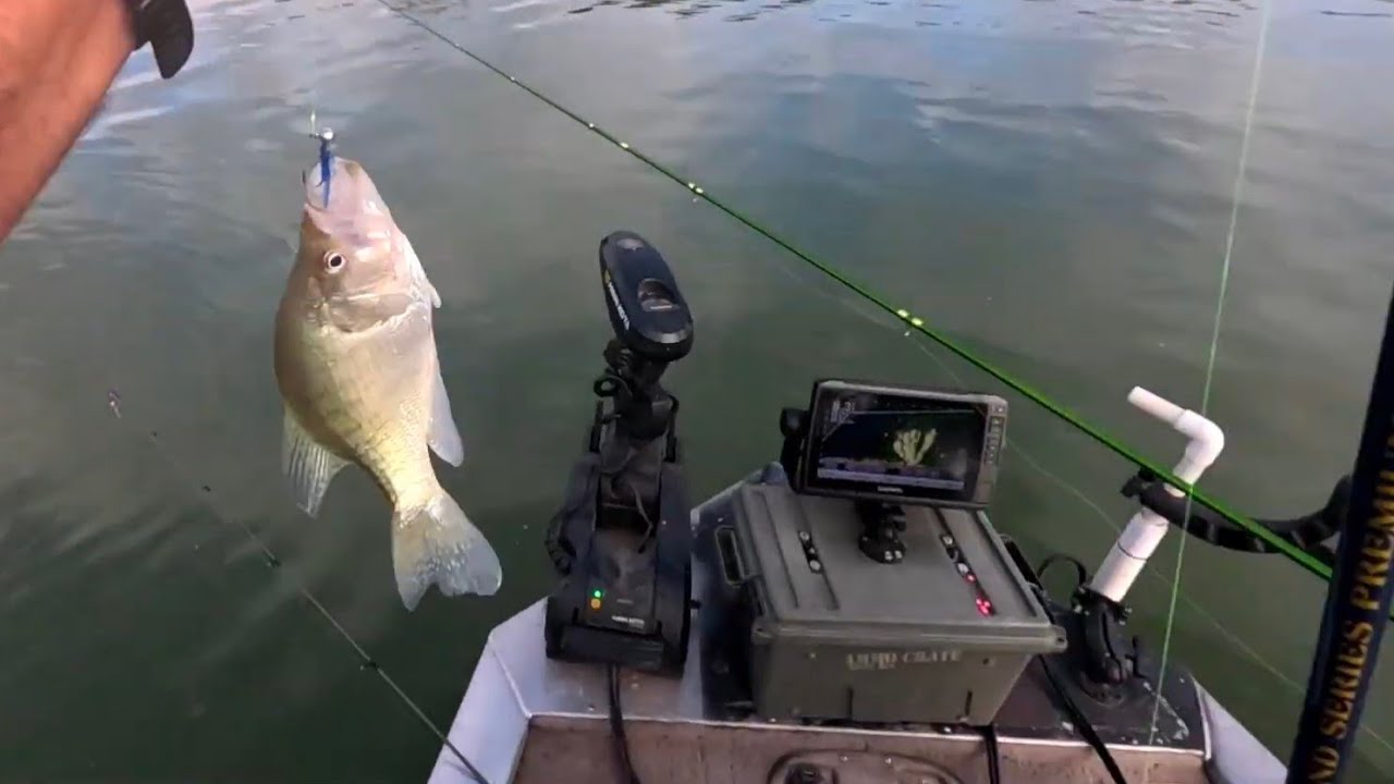 caught some slabs using livescope 
