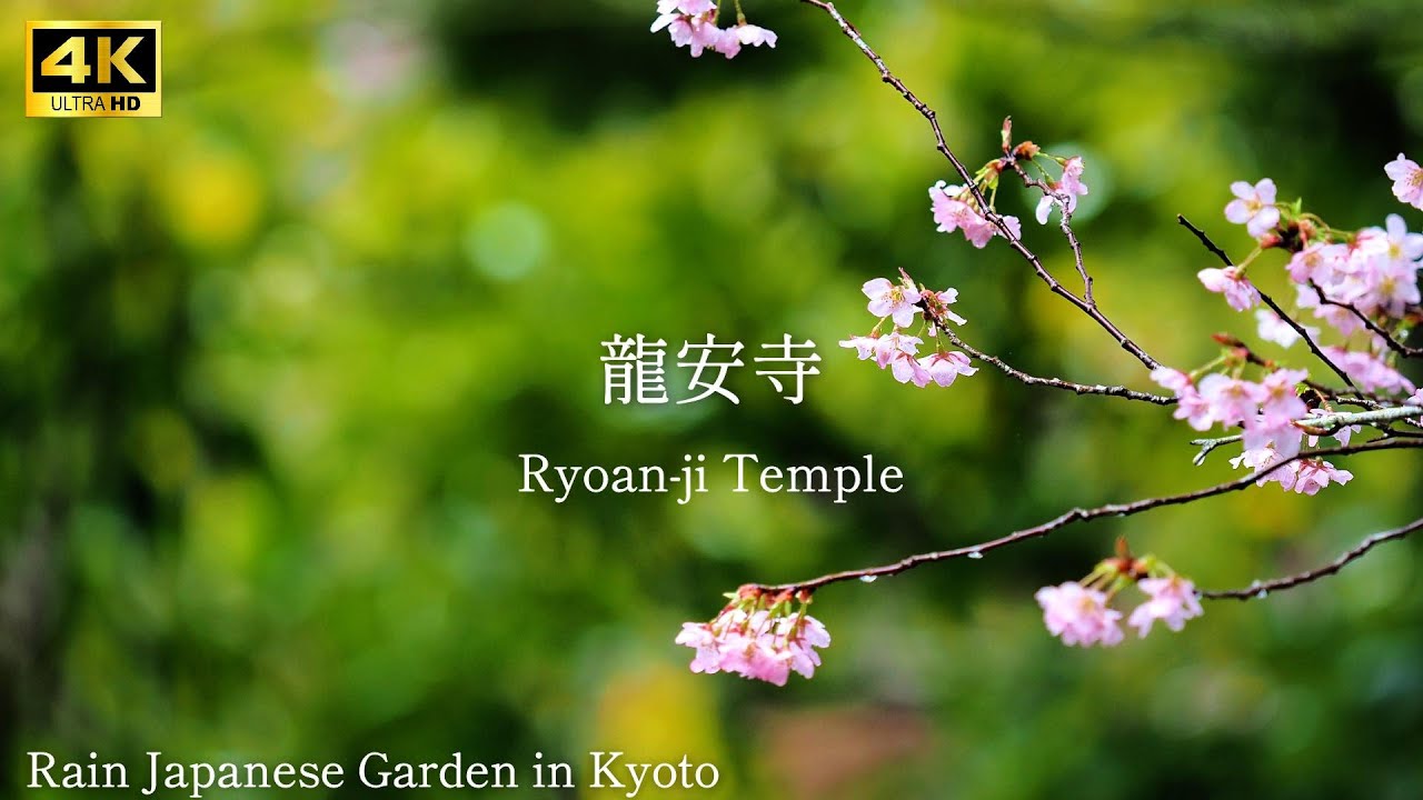 【 Ryoan-ji Temple 】🇯🇵☔️Rain Japanese Garden in Kyoto　--The sound of rain--