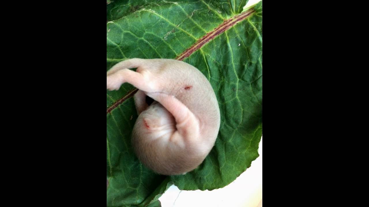 Горностай как домашний питомец - Stoat as a Pet- Hermelin als Haustier