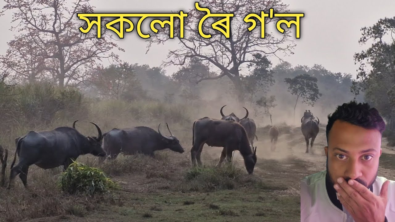 Tiger Alert in Kaziranga! Deer Warning Calls & Massive Buffalo Herd Crossing 