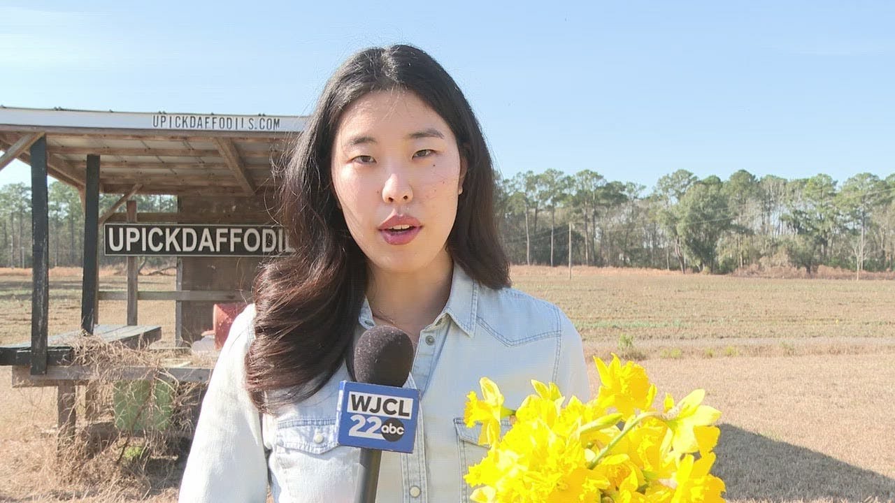 Bluffton’s UPickDaffodils farm to close after 25 seasons
