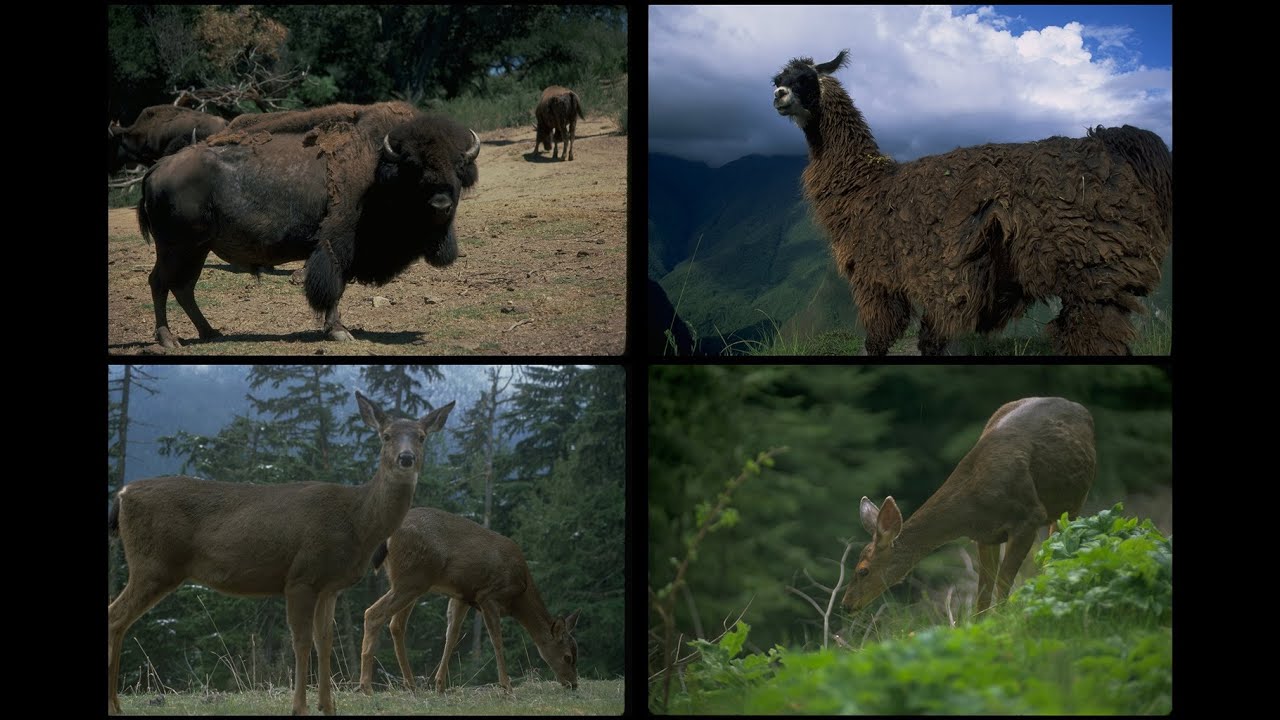 6076 Wild Animals SSTV PD120