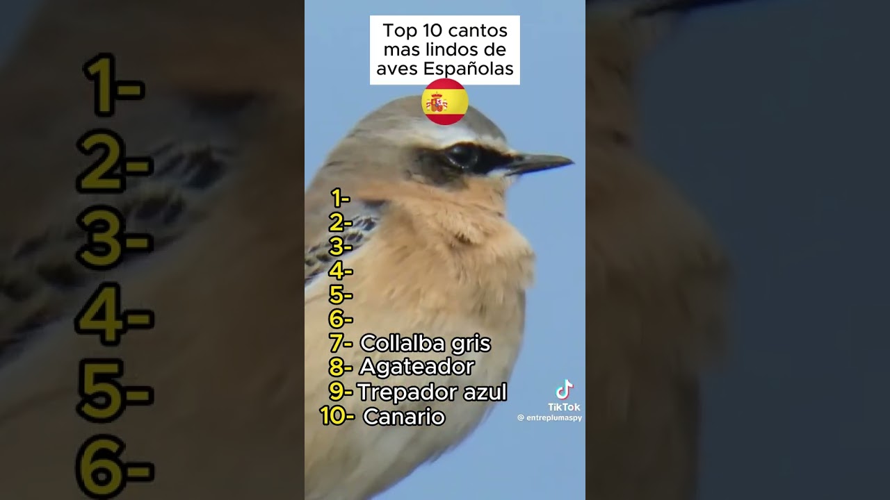 Top 10 cantos mas lindos de aves espa&ntilde;olas