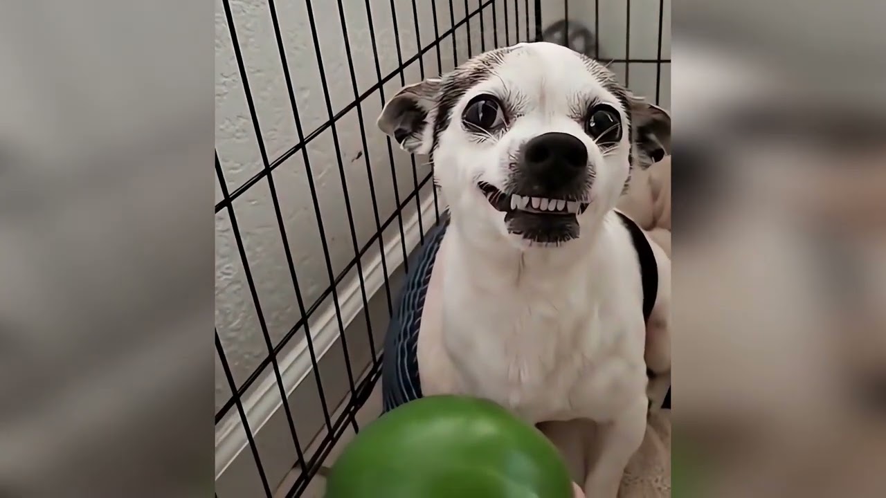 😂🐶 Prepare to Giggle: The Funniest Dog Antics You Can't Miss! 😂🐶