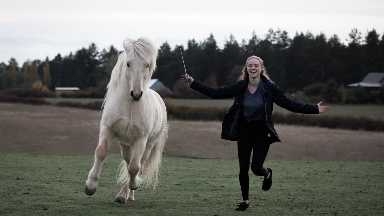 The Rescue Horse