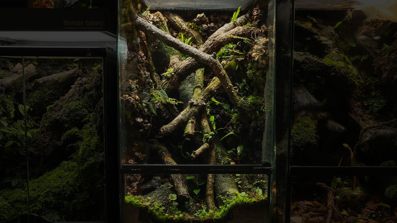 Building a 30cm Vivarium for a Fingernail-sized Frog | 손톱 크기의 개구리를 위한 30센티 비바리움 만들기