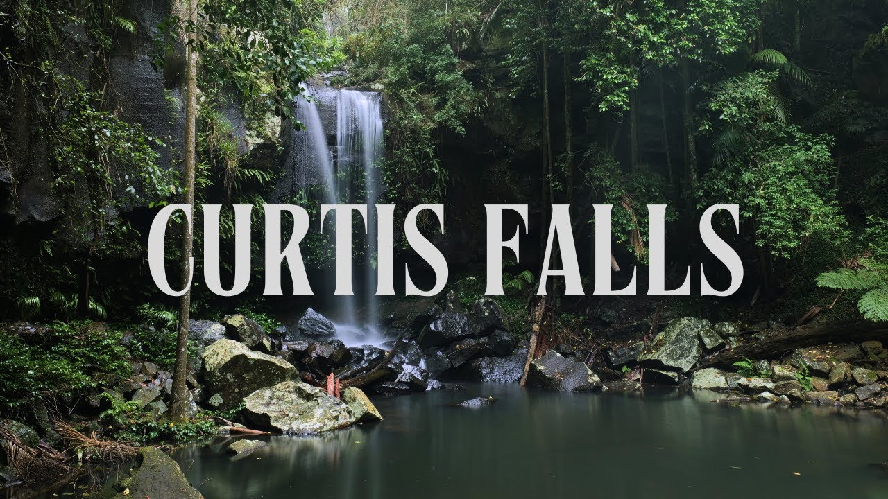 Gold Coast Hiking: Curtis Falls Rainforest Walk Tamborine Mountain