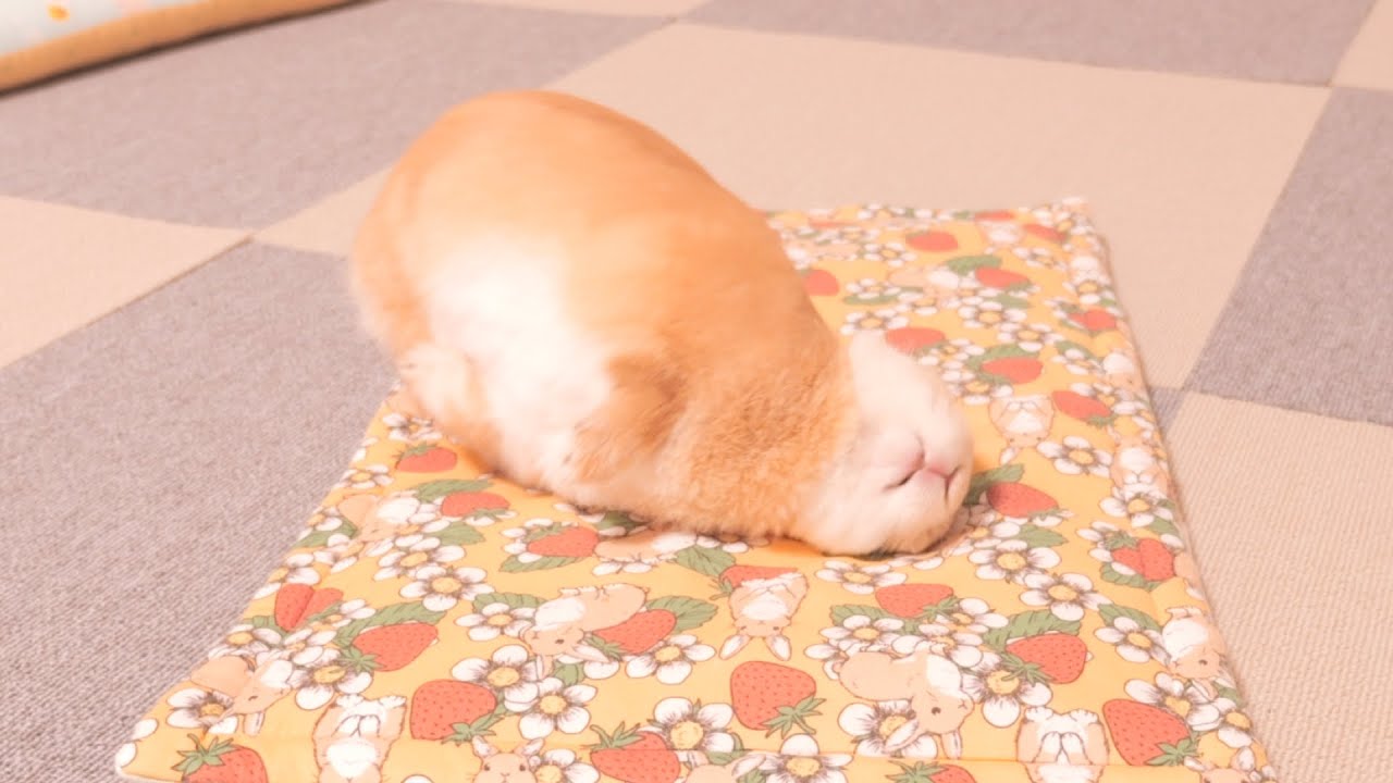 自分の毛が鼻について14回連続でクシャミをしてしまったウサギ【No.988】