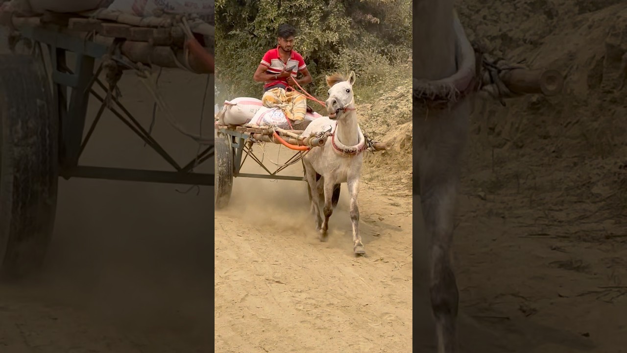 What happened to the white horse when it got down? #reels #reelfypシ゚ #shortvideo2026 #reelsvideoシ #reelsviralシ