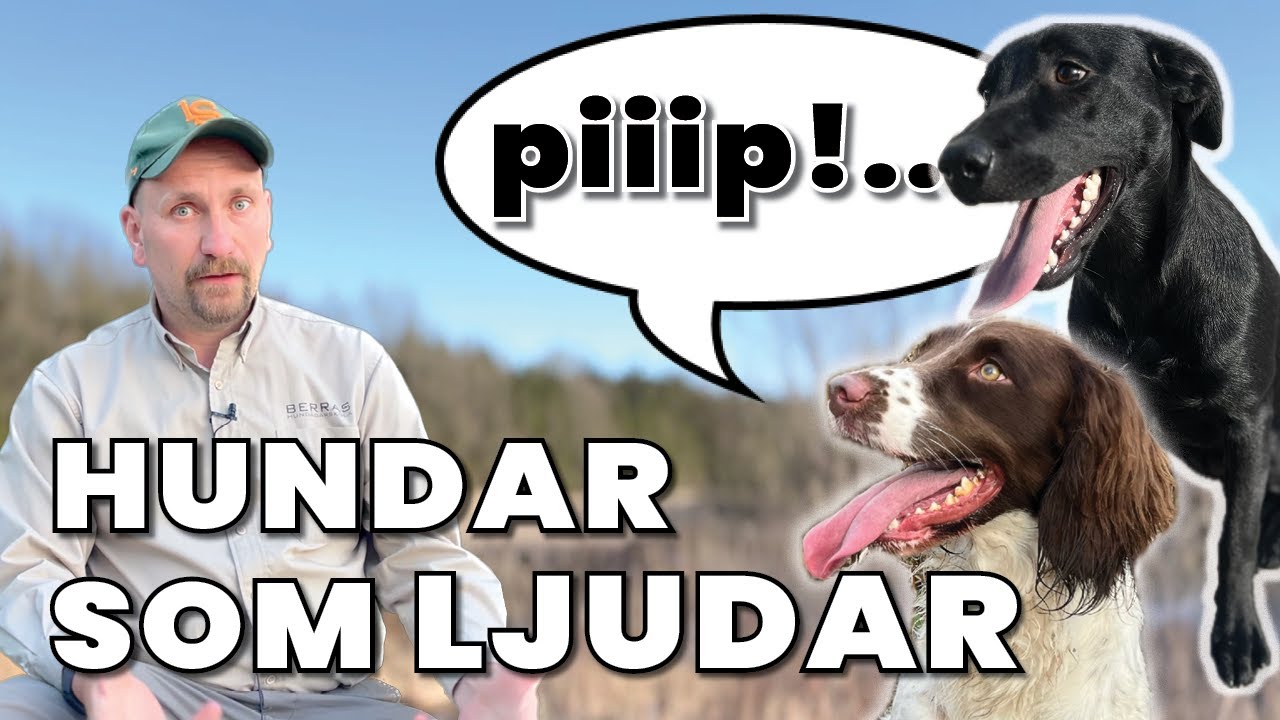 Hundar som piper, ljudar och gnäller, finns det något att göra?