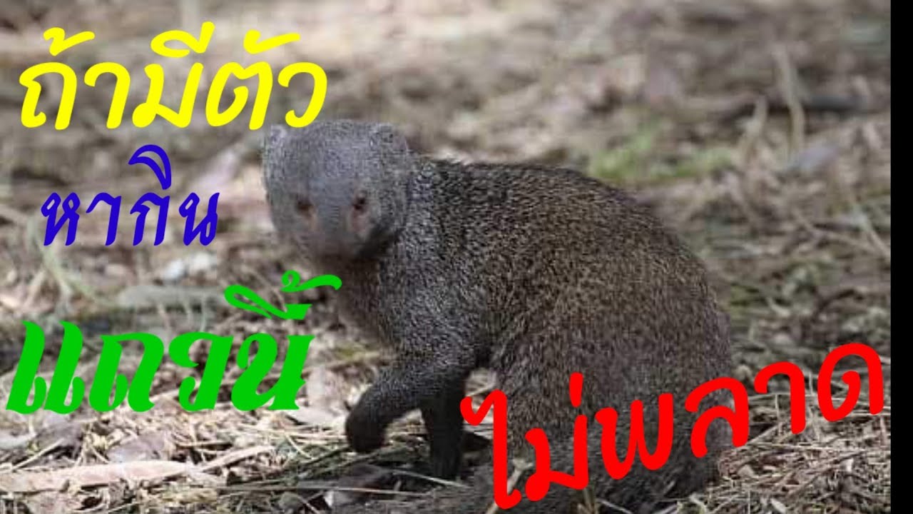 ดักพังพอน/แห้วหลุม/แห้วจก