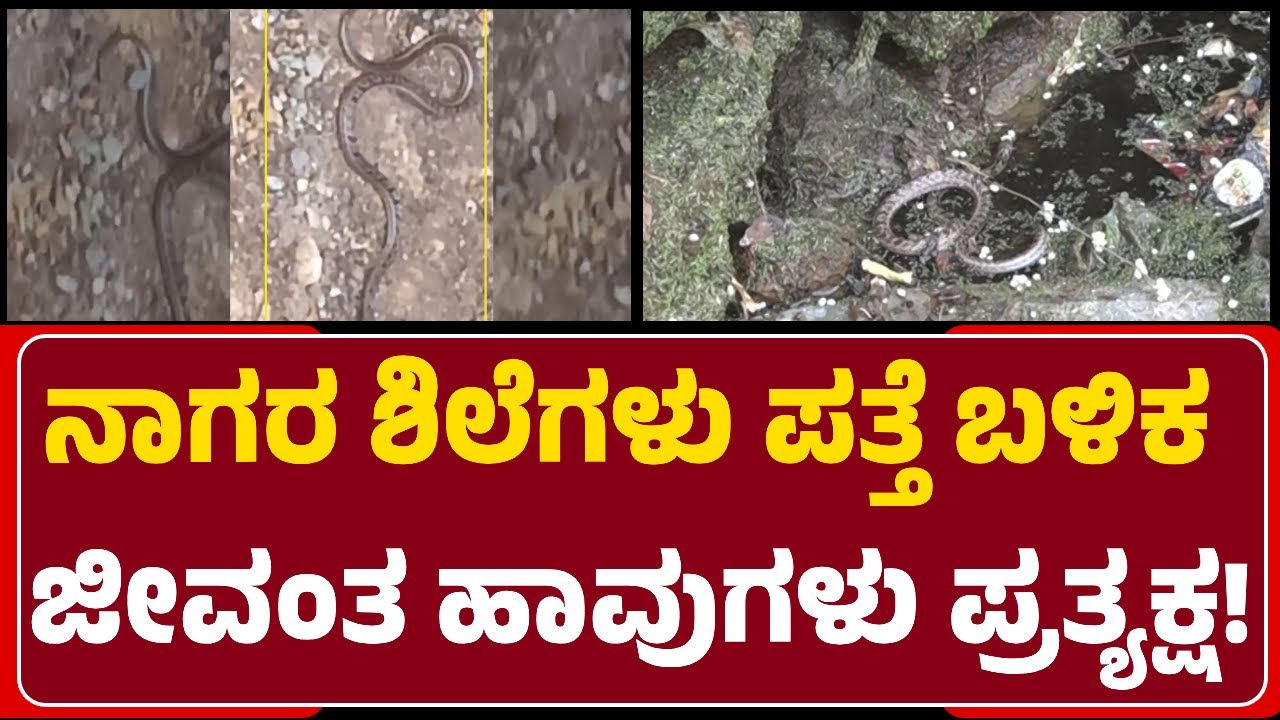 Lakkundi : SiddaraBaviಯೊಳಗೆ ಮತ್ತೊಂದು ಸರ್ಪ ಪ್ರತ್ಯಕ್ಷ..ನಿಧಿ ಬಗ್ಗೆ ಹೆಚ್ಚಿದ ಕುತೂಹಲ| @newsfirstgadaga
