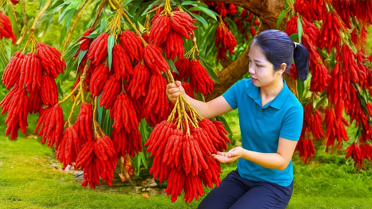 Havesting 1000+ Buddha’s Hand Fruits to Sell at Market & Collecting Red Coconuts |Survival Bushcraft