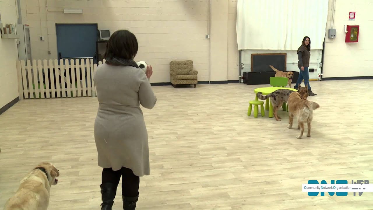 A Torino il Bau Loft, l'asilo per cani