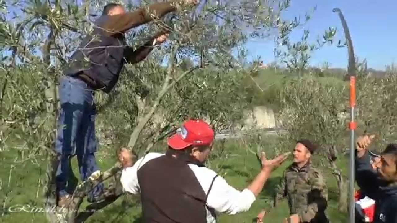 Calitri: Corso di potatura dell'ulivo; prima puntata ( parte prima ).