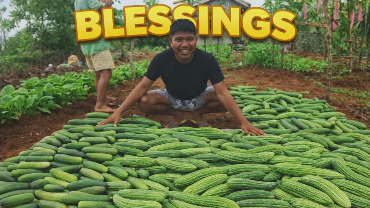 NAKARAMI NA NAMAN TAYO SA ATING CAMP KABISIG | AMPALAYA & CUCUMBER 🥒