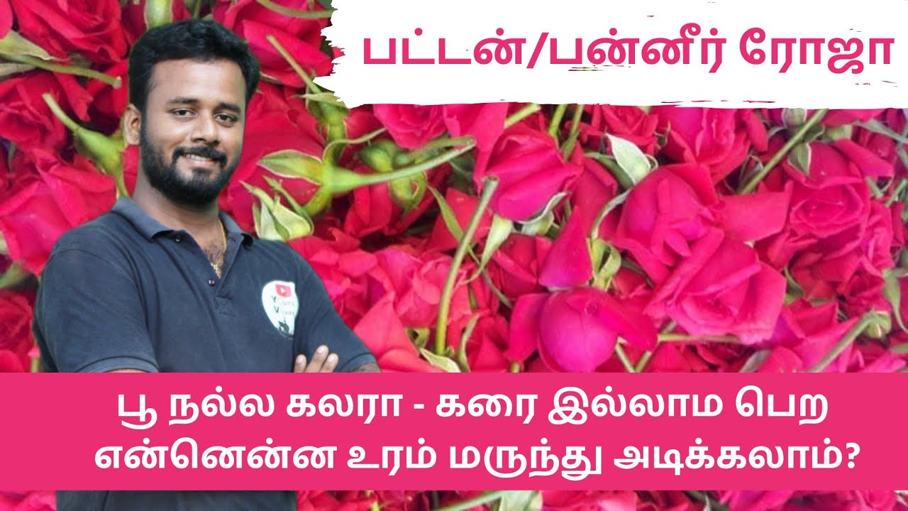 rose Yield management -பட்டன் ரோஸ் -பன்னீர் ரோஸ் - பூ கலரா அதிக மகசூல் பெற வேண்டுமா?