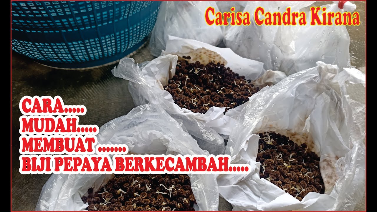 CARA MUDAH MEMBUAT BIJI PEPAYA BERKECAMBAH