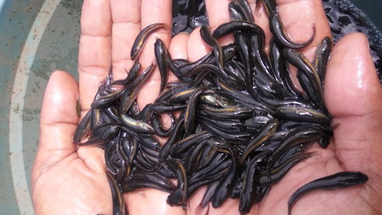 CARA MERAWAT BIBIT IKAN GABUS YANG BARU MENETAS