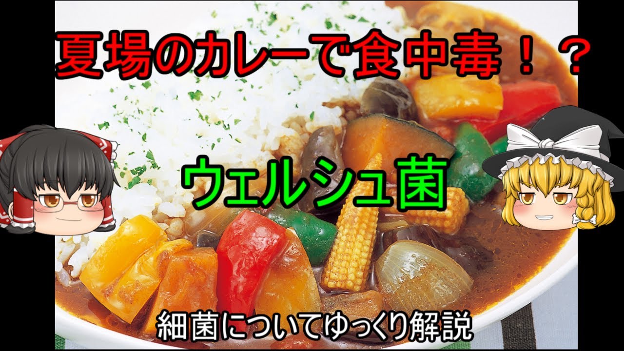 【ゆっくり解説】夏場のカレーは要注意！！ウェルシュ菌についてゆっくり解説