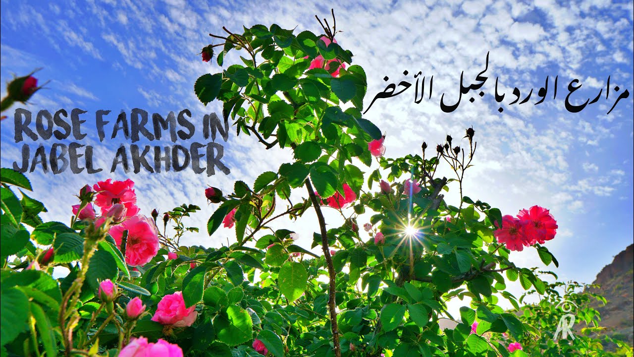 Rose farms in Jabel Akhder  |مزارع الورد بالجبل الأخضر cinematic video oman