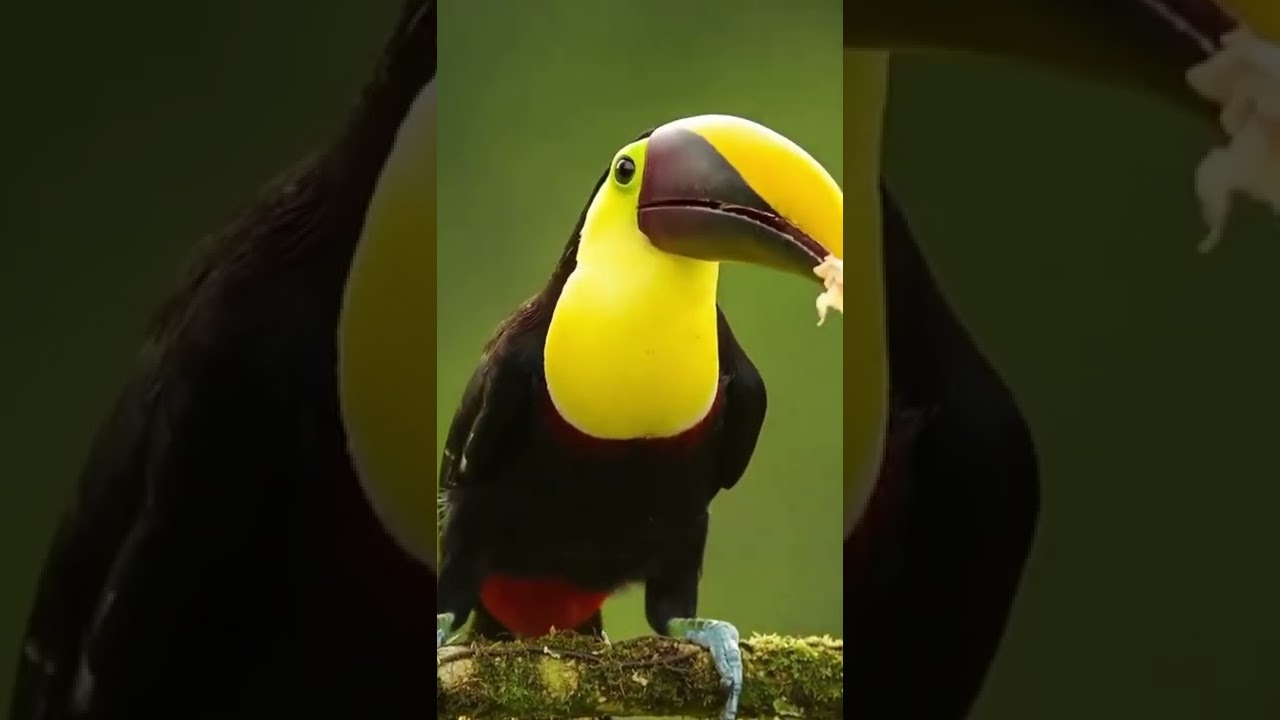 Aqu&iacute; les dejo un hermoso Tuc&aacute;n