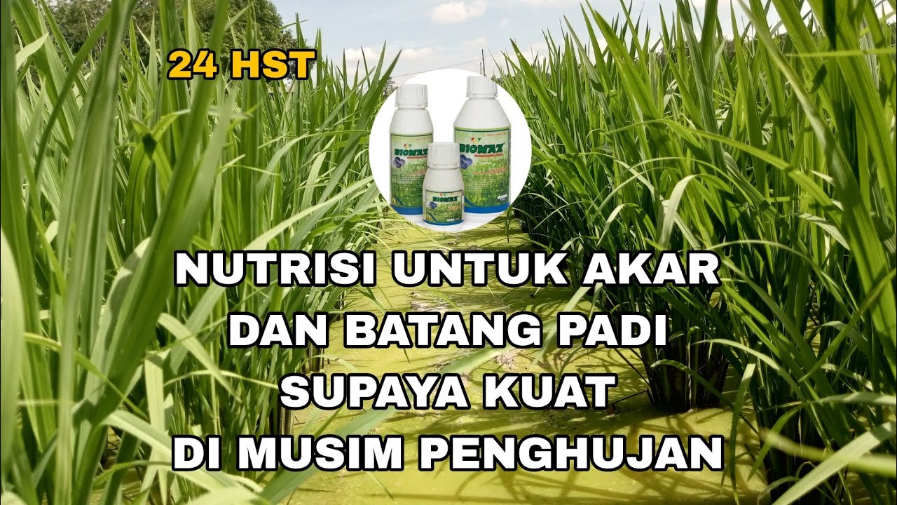 PUPUK -NUTRISI UNTUK AKAR DAN BATANG PADI SUPAYA KOKOH DI MUSIM PENGHUJAN #biomax #silika #biotis