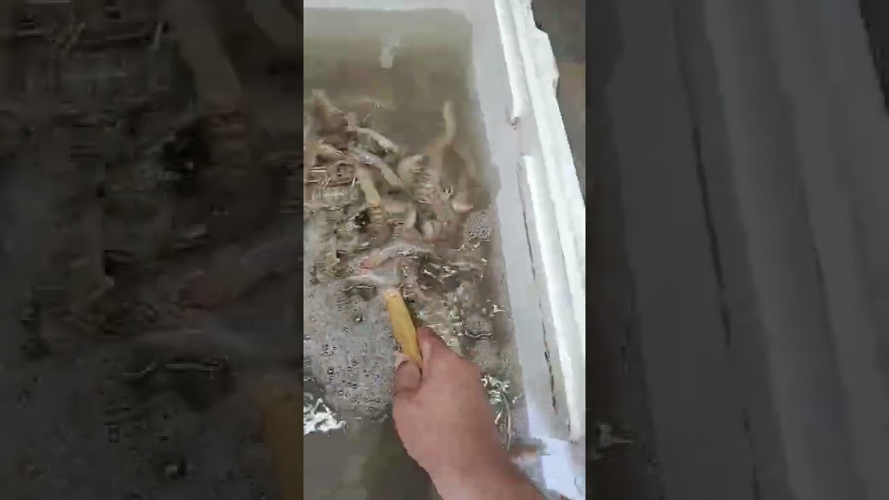 100s of LIVE sealice at Hard Life's Bait and Tackle 1902 S.P.I.D. 361-334-2171 video shorts