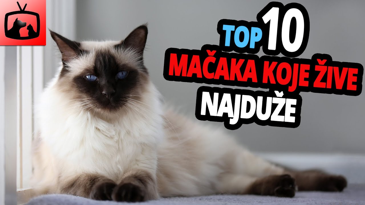 🐈 Mačke Koje Najduže Žive – TOP 10 Pasmina Mačaka Koje Najduže Žive!
