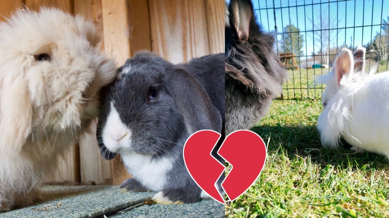 I Had To Separate Them💔 | Rabbit Updates & Meet Ziggy