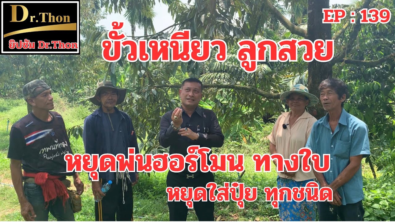 ติดลูกดี ขั้วเหนียว ต้นสวย ใบดี (139) ด้วยยิปซัม Dr.Thon โทร.099-425-6888