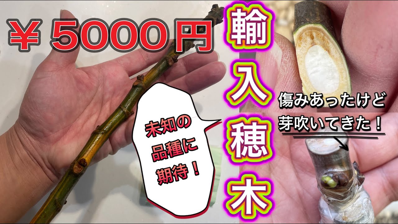 【イチジク沼】一本5000円の輸入穂木を購入。穂木に合わせた挿し木や接木方法など苗作りを解説。海外の美味しそうな品種に期待します！
