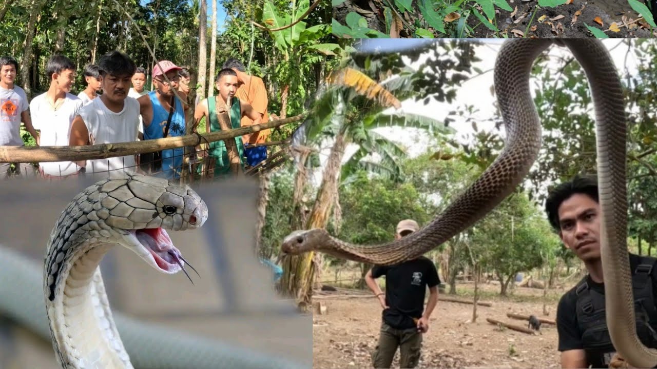 COBRA PRINCE PINATAWAG DAHIL SA LAKI NG COBRA SA VICTORIA LAGUNA