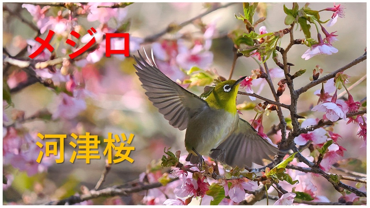 可愛いメジロ 飛翔