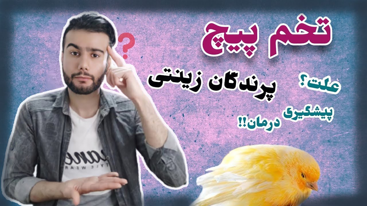 تخم پیچ شدن پرندگان : علت،پیشگیری و درمان گیر کردن تخم عروس هلندی ،قناری و سایر پرندگان زینتی