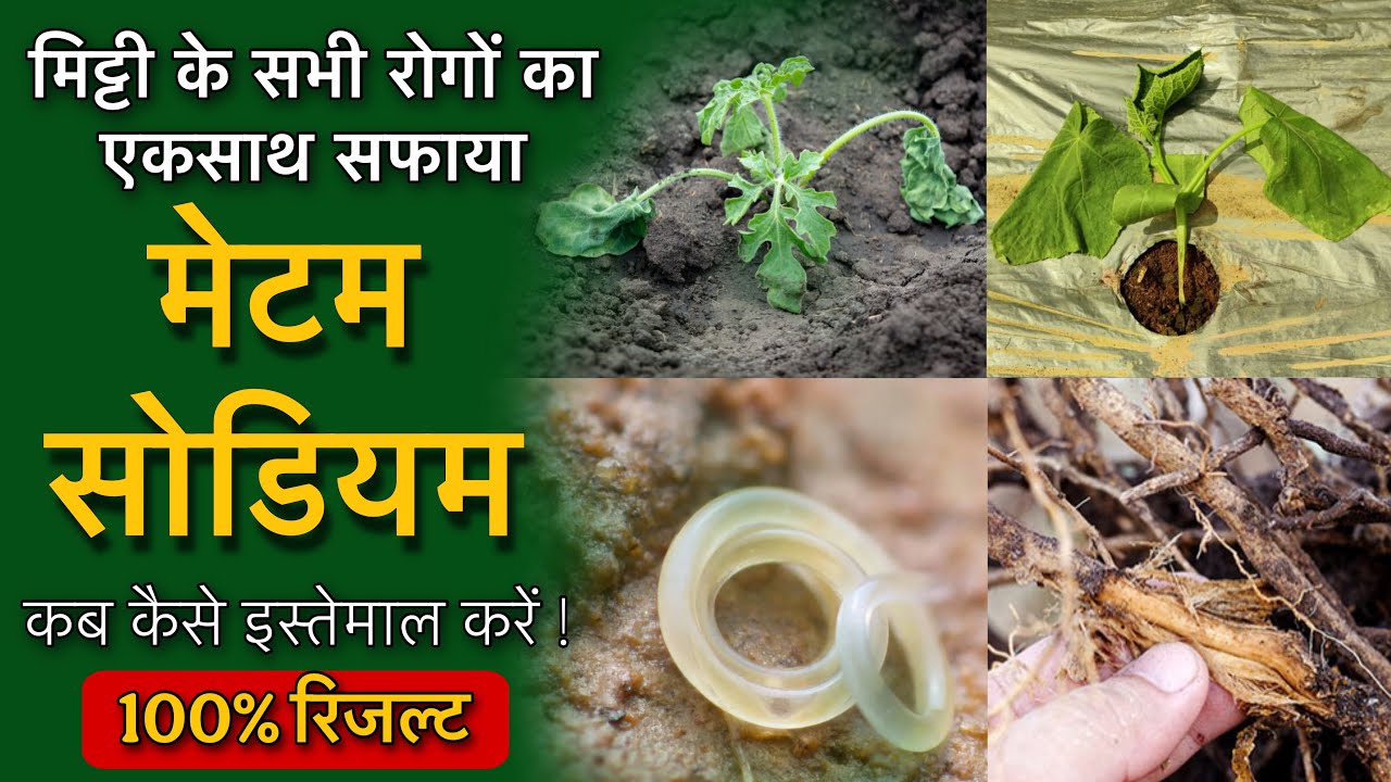 Metam Sodium Soil Fumigation मिट्टी जनित रोगों का सफाया by PC Verma