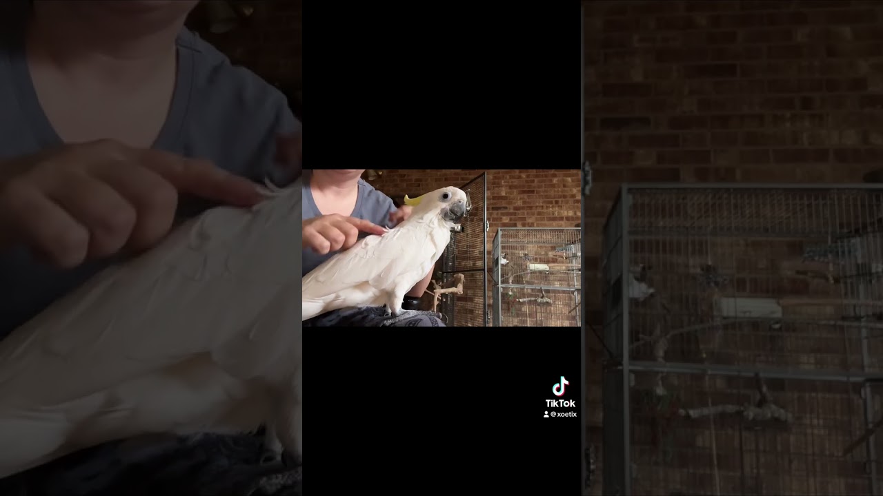 Feather barbering! Here&rsquo;s what it can look like.