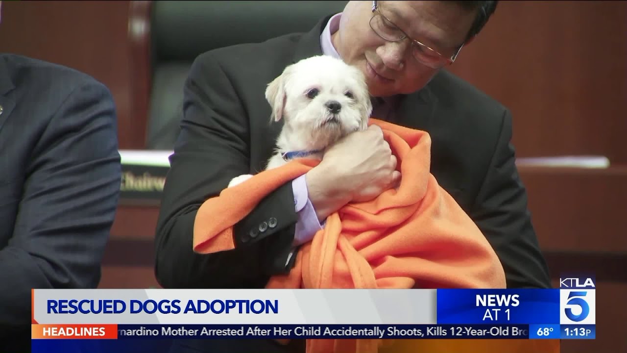 Rescued Dogs up for Adoption in O.C.