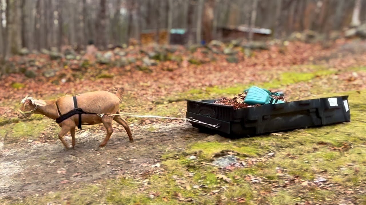 Making Our Goat Earn Her Keep