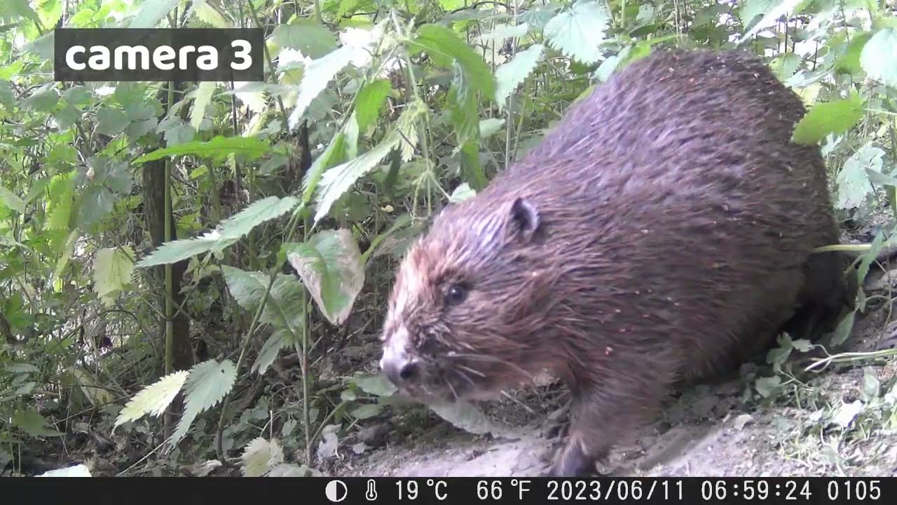 Castor - Contrat de rivi&egrave;re Escaut-Lys