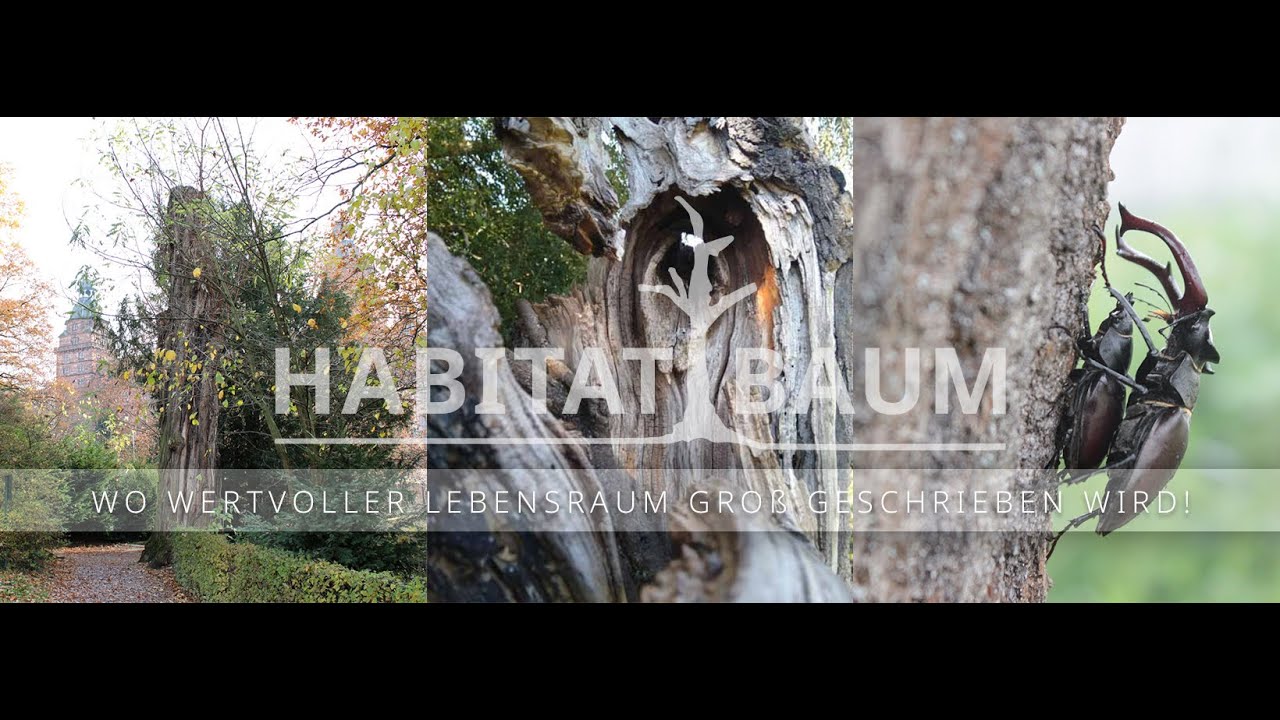 Habitatbaum