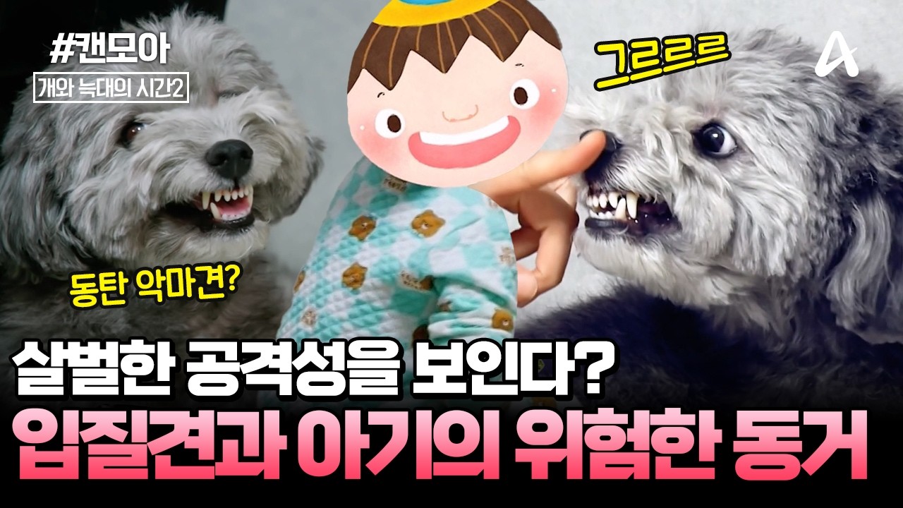 [#캔모아] 입질견과 아기의 위험한 동거👶🏻🐶 귀여운 외모 속에 감춰진 살벌한 공격성🔥애개육아 괜찮을까? | 개와 늑대의 시간 8회