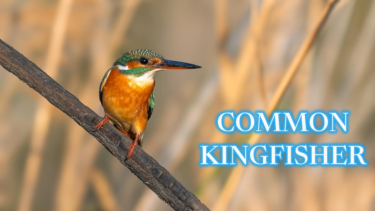 The Tiny King : Common Kingfisher in Reeds  #nikonz8 #kingfisher