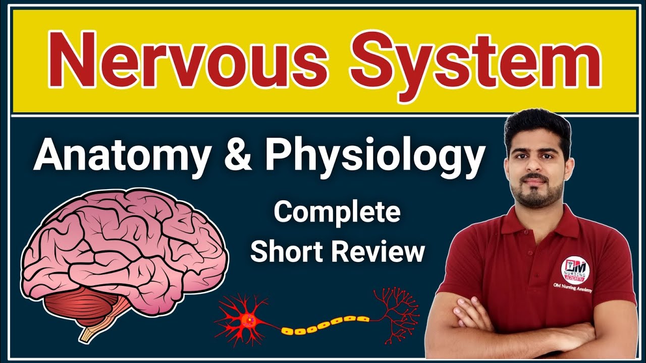 Nervous System Complete Short Review in One Class | CNS | PNS | Brain | Nerves