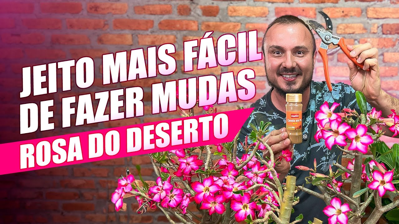 ENRAIZE QUALQUER GALHO DE ROSA DO DESERTO