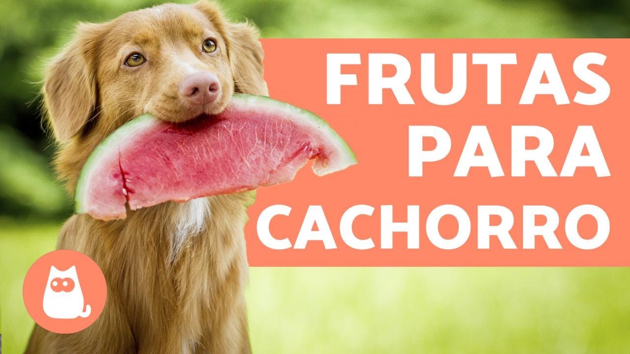 8 FRUITS FOR DOGS, their benefits and recommended dosage