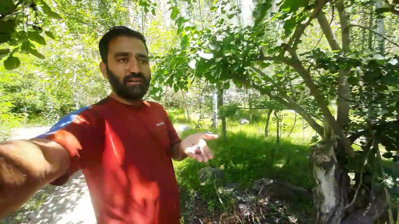 black mulberry tree in village