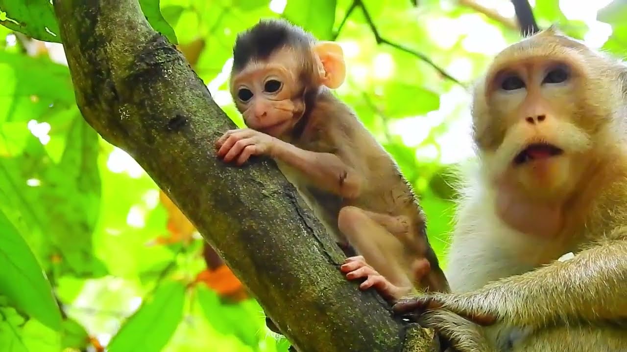 God_ help the little baby, what really happened...SO CUTE MONKEY...!