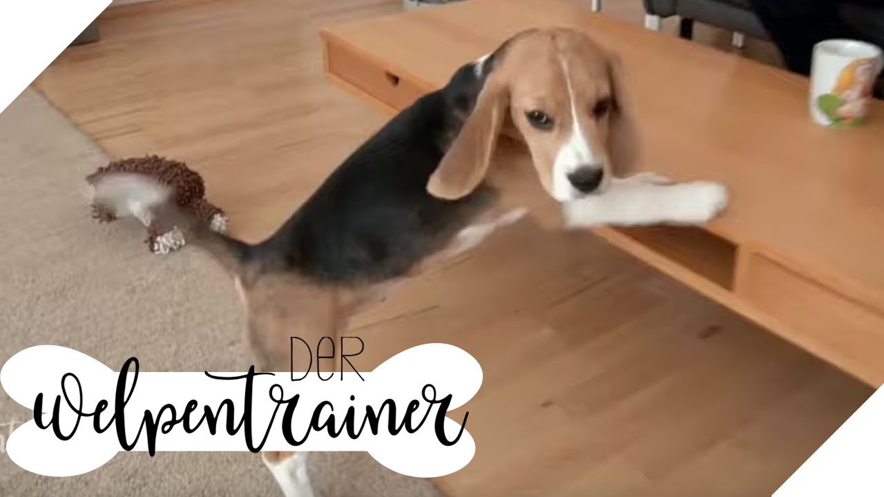 Nicht springen! Wie bringe ich es meinem Hund bei? | Der Welpentrainer | sixx